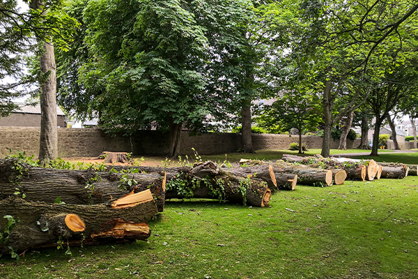 Tree Surgery Kent
