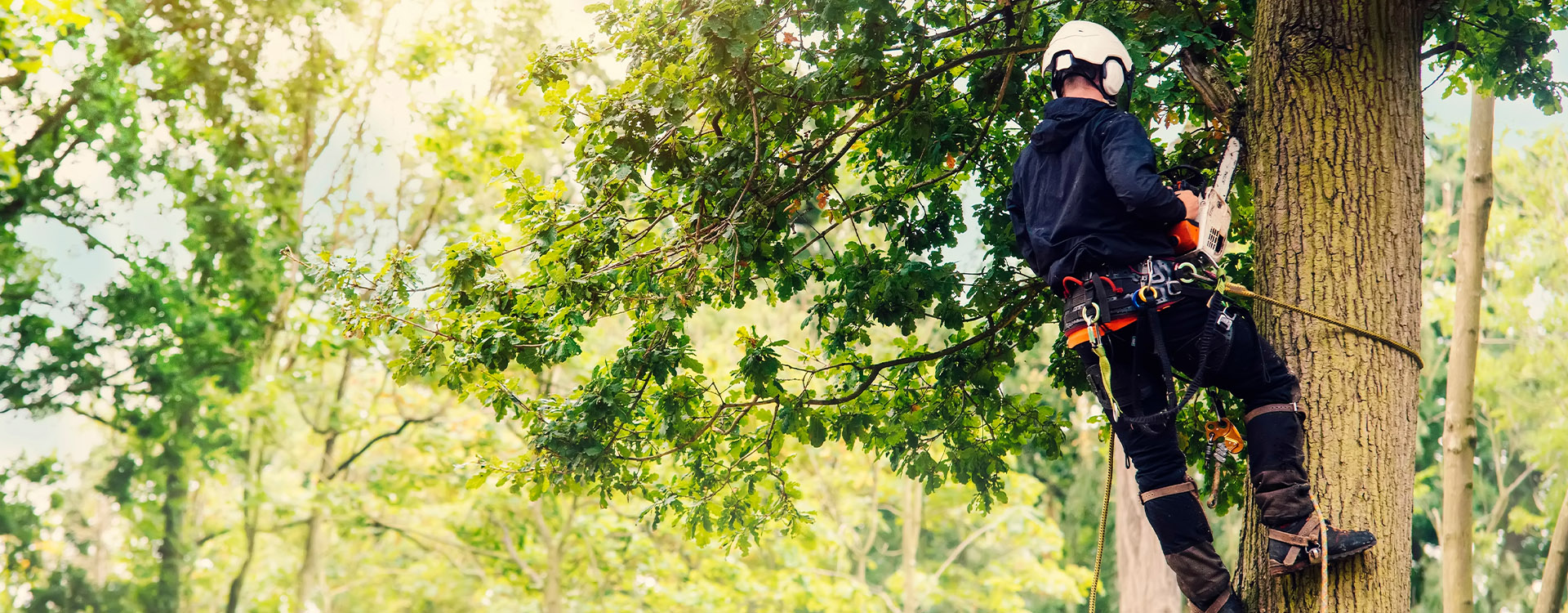 Tree Surgery Kent