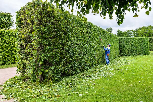 Hedge Trimming / Hedge Removal Services Kent;