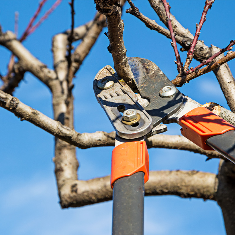 Tree Pruning Kent