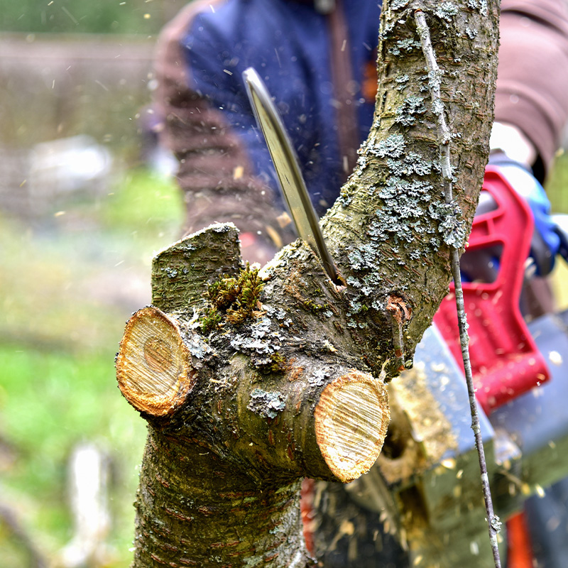 Tree Pruning Kent
