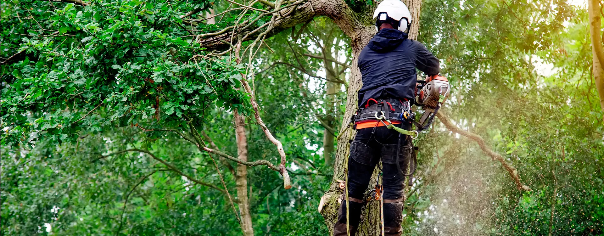 Expert Tree Surgeon in Rainham
