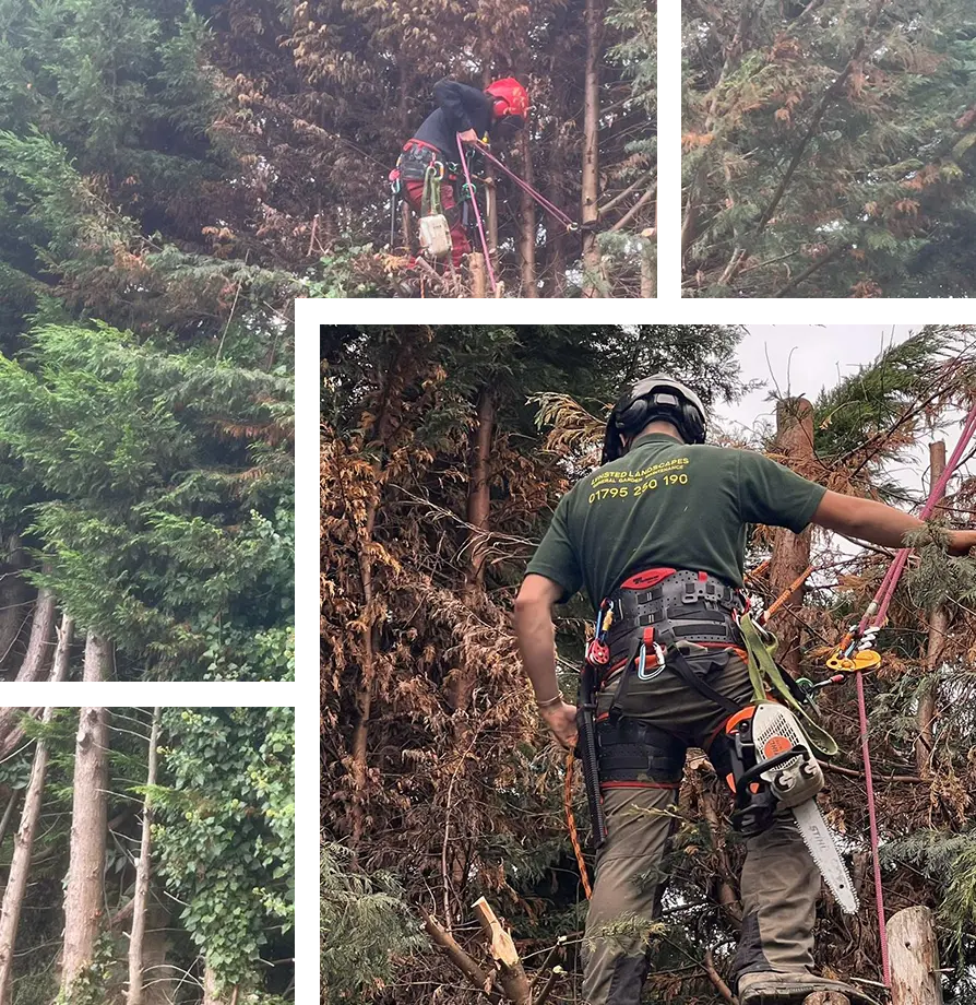 Tree Surgery Canterbury