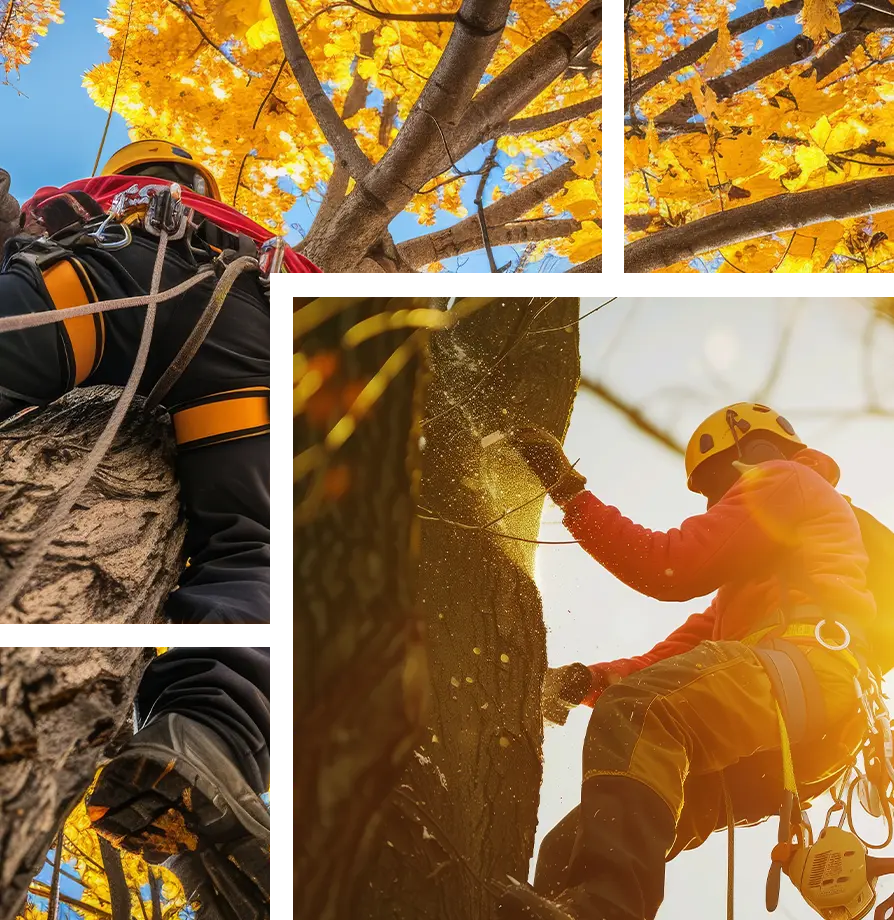 Tree Surgery Maidstone