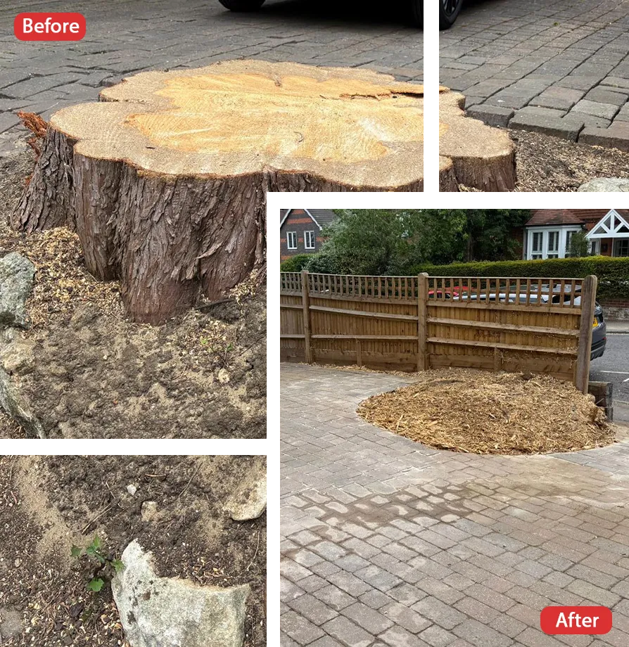 Tree Surgeon in Chatham