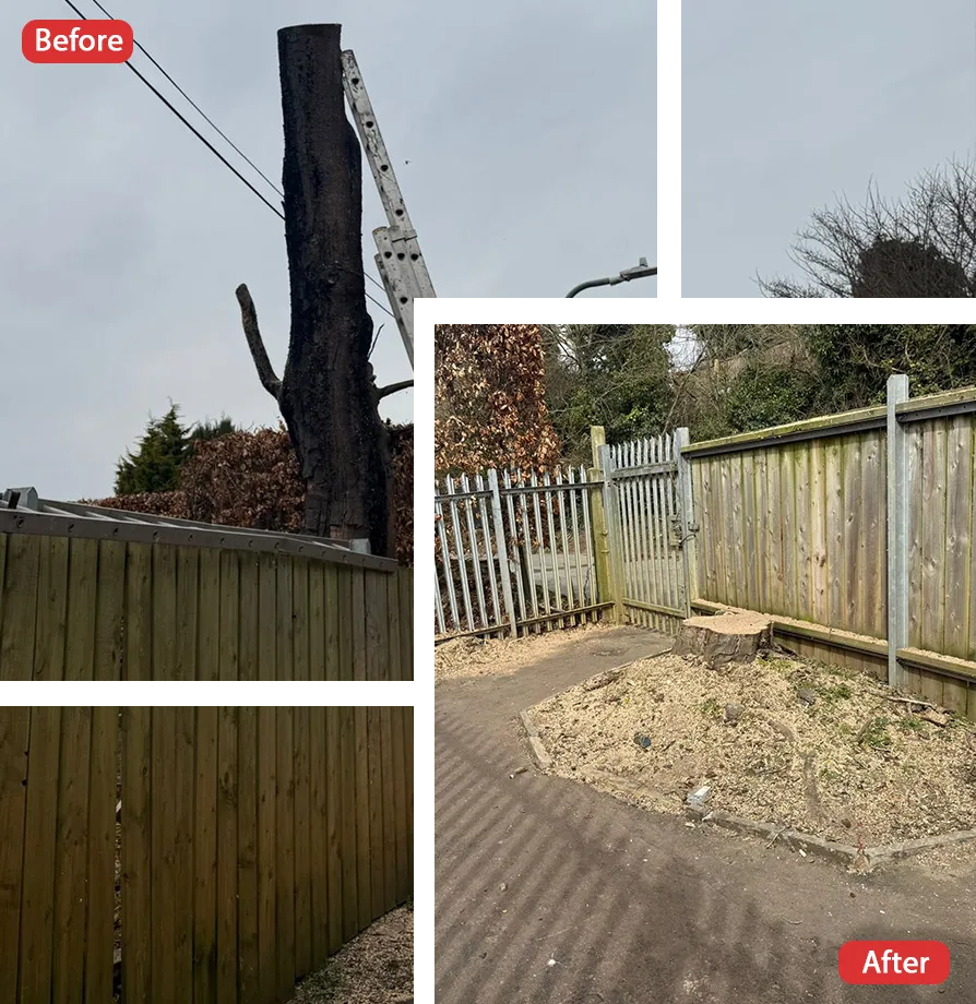 Tree Surgeon in Maidstone