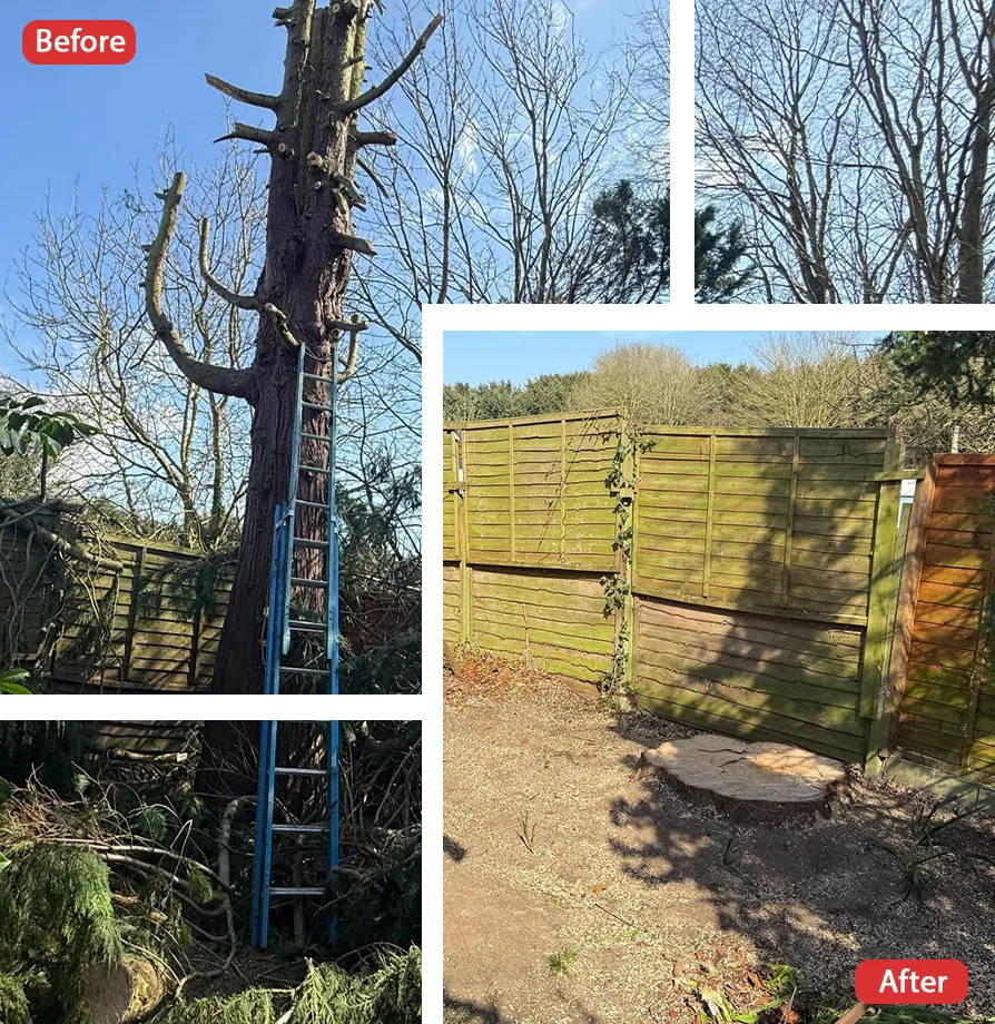 Tree Surgeon in Maidstone