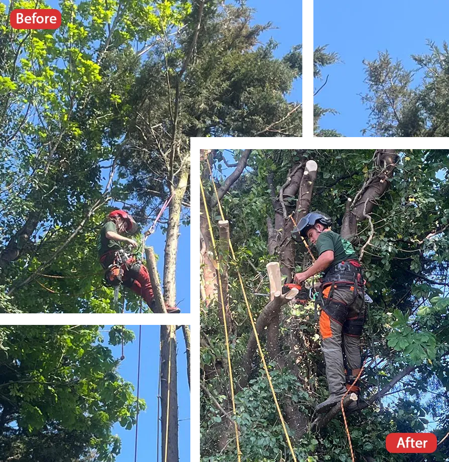 Tree Surgeon in Rainham